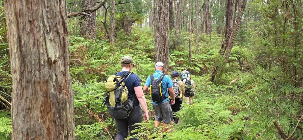 Impact Adventures group hiking single-file through a fern-lined eucalypt forest